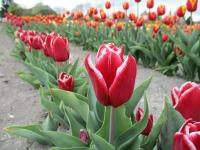 Tulipán 'Vampire' - Triumph tulipány (Tulipa)
