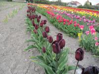 Tulipán 'Continental' - Triumph tulipány (Tulipa)