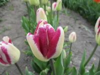 Tulipán 'Shiun' - Triumph tulipány (Tulipa)