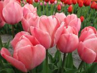 Tulipán 'Van Eijk Mystic' - Darwin hybridy (Tulipa)