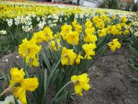 Narcis 'Cupfighter' - Collar narcisy (Narcissus)