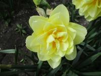 Narcis 'Manly' - Plnokvěté narcisy (Narcissus)