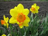 Narcis 'Pinza' (Narcissus)
