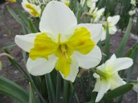 Narcis 'Trilune' - Collar narcisy (Narcissus)