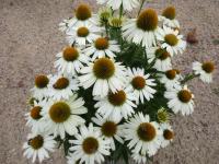 Třapatkovka nachová 'Meditation White' (Echinacea purpurea)