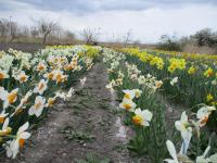 Narcis - pěstování na poli (Narcissus)