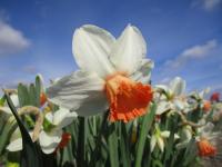 Narcis 'Charming Lady' - Cyclamineus narcisy (Narcissus)
