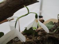 Sněženka podsněžník 'Angelique' (Galanthus nivalis)