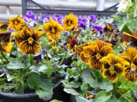 Maceška drobnokvětá 'Angel Tiger Eye' (Viola cornuta)