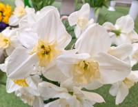 Narcis 'Papillon Blanc' (Narcissus)