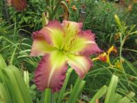 Denivka 'Regency Heights' (Hemerocallis)