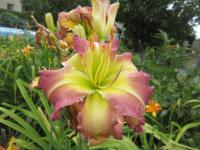 Denivka 'Regency Heights' (Hemerocallis)