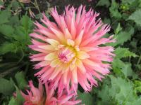 Jiřinka 'Nenekazi' - Kaktusovité jiřinky (Dahlia)