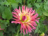 Jiřinka 'Nenekazi' - Kaktusovité jiřinky (Dahlia)