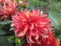 Jiřinka 'Art Deco' - Gallery jiřinky (Dahlia)