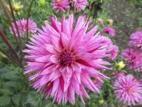 Jiřinka 'Striped Ambition' - Kaktusovité jiřinky (Dahlia)