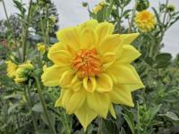 Jiřinka 'Golden Emblem' - Dekorační jiřinky (Dahlia)