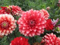 Jiřinka 'Larry's Love' - Parkové jiřinky (Dahlia)