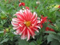 Jiřinka 'Santa Claus' - Dekorační jiřinky (Dahlia)