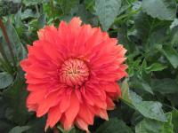 Jiřinka 'Česká píseň' - Dekorační jiřinky (Dahlia)