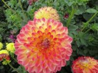 Jiřinka 'Jowey Arenda' - Kulovité jiřinky (Dahlia)