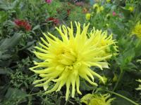 Jiřinka 'Kennemerland' - Semikaktusovité jiřinky (Dahlia)