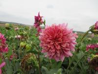 Jiřinka 'Mambo' - Anemonkovité jiřinky (Dahlia)