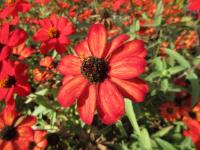 Ostálka sličná 'Profusion Red' (Zinnia elegans)