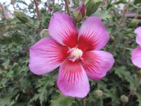 Ibišek syrský 'Maike' (Hibiscus syriacus)