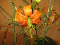 Lilie - zatím bez názvu (Lilium henryi x )