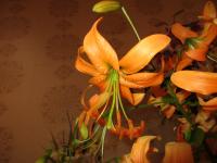 Lilie Henryova (Lilium henryi)