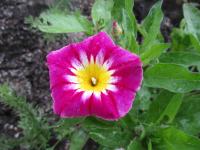 Svlačec trojbarevný 'Red Ensign' (Convolvulus tricolor)