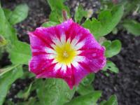 Svlačec trojbarevný 'Red Ensign' (Convolvulus tricolor)