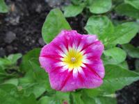 Svlačec trojbarevný 'Red Ensign' (Convolvulus tricolor)