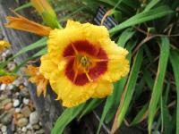 Denivka 'Siloam Jandee' (Hemerocallis)