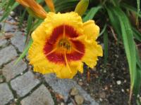 Denivka 'Siloam Jandee' (Hemerocallis)