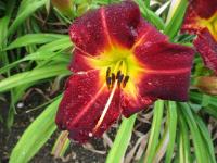 Denivka 'Central Park' (Hemerocallis)