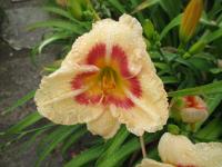 Denivka 'CZ Pauline' (Hemerocallis)