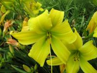 Denivka 'Green Ice' (Hemerocallis)