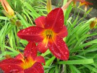 Denivka 'Lusty Lealand' (Hemerocallis)