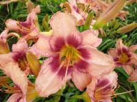 Denivka 'Chicago Gown' (Hemerocallis)