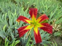 Denivka 'Red Rain' (Hemerocallis)