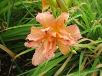 Denivka 'Double Big Pink' (Hemerocallis)