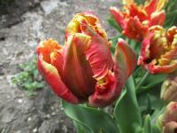 Tulipán 'Deejay Parrot' - Papouškovité tulipány (Tulipa clusiana)