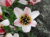 Tulipán Fosterův 'Border Legend' - Fosteriana tulipány (Tulipa fosteriana)