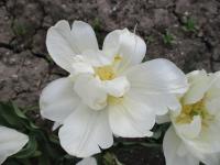Tulipán 'Popcorn' - Plnokvěté rané tulipány (Tulipa)