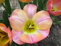 Tulipán 'Kunyun' - Jednoduché pozdní tulipány (Tulipa)