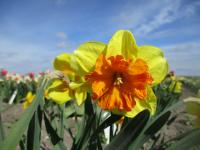 Narcis 'Spanish Fiesta' - Collar narcisy (Narcissus)