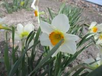 Narcis 'Barret Browning' - Malokorunné narcisy (Narcissus)