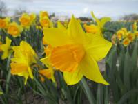 Narcis 'Loving Her' - Trubkovité narcisy (Narcissus)